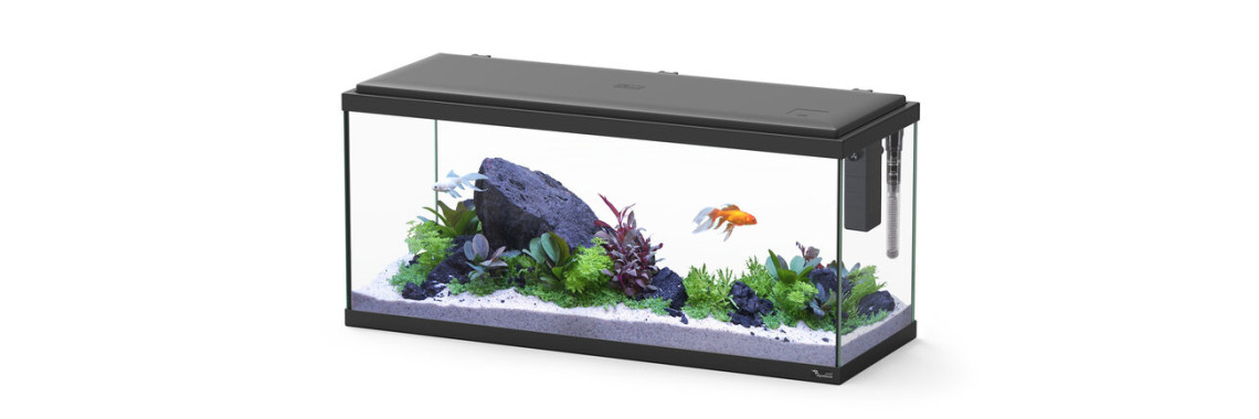 Aquatlantis - Aquarium Explorer Amsterdam 80 Equipé