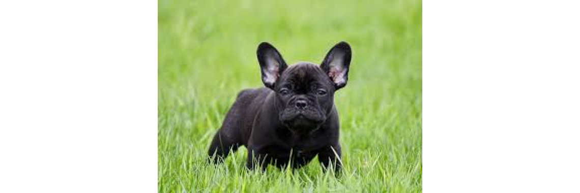 Bouledogue Français
