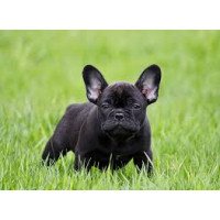Bouledogue Français Bouledogue Français
