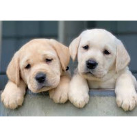 CHIOT LABRADOR CHIOT LABRADOR