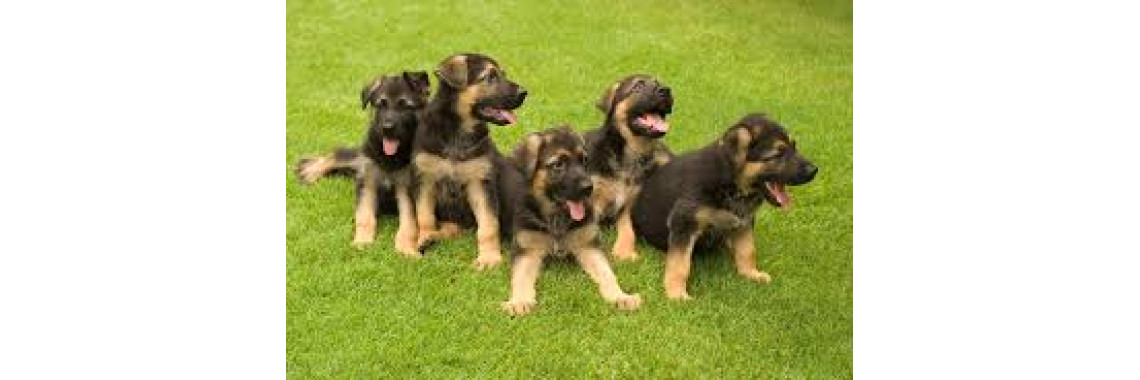 Berger Allemand