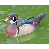 Canard Carolin Canard Carolin