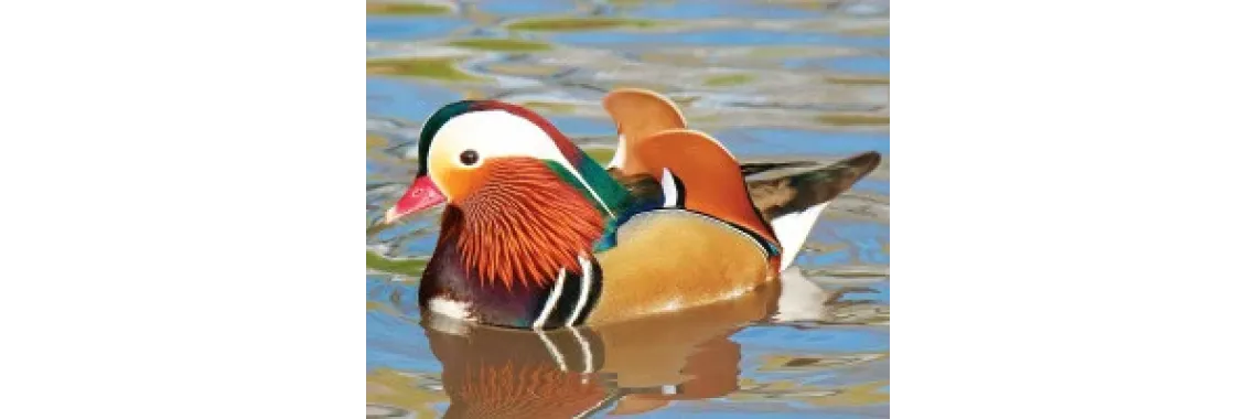 Canard mandarin - le couple