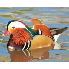Canard mandarin - le couple