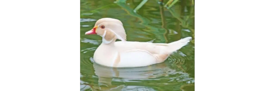 Canard Carolin Albinos