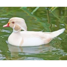 Canard Carolin Albinos