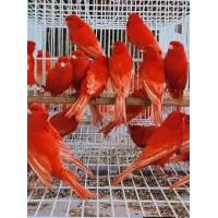 Canari Rouge Mosaïque Domestique Adulte