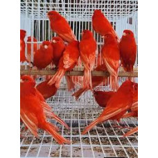 Canari Rouge Mosaïque Domestique Adulte