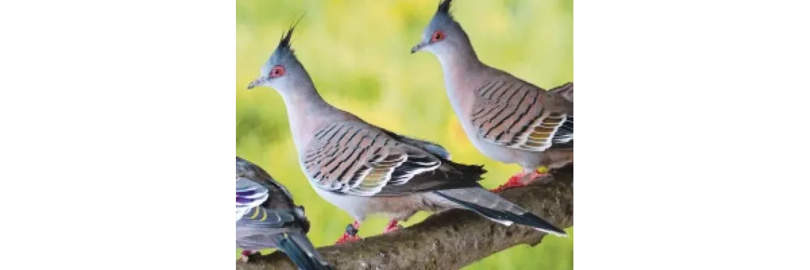 Colombe Lophote – Le Couple