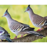 Colombe Lophote – Le Couple Colombe Lophote – Le Couple