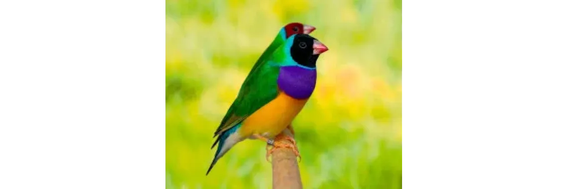 Diamant de Gould (Chloebia gouldiae)