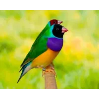 Diamant de Gould (Chloebia gouldiae)