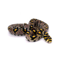 Euprepiophis mandarinus localité Sichuan NC 2024 mâle