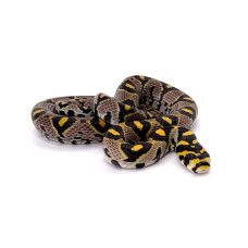 Euprepiophis mandarinus localité Sichuan NC 2024 mâle