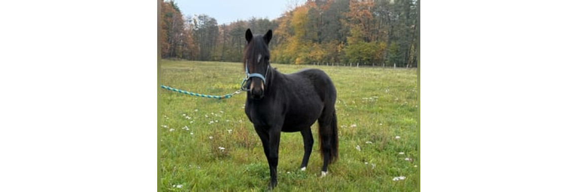Gelding Paso Fino