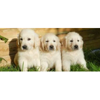 Golden Retriever Golden Retriever