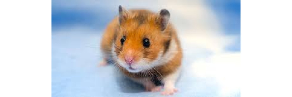 Hamster Syrien Adulte