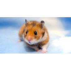 Hamster Syrien Adulte