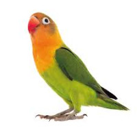 Inséparable Roseicollis Adulte