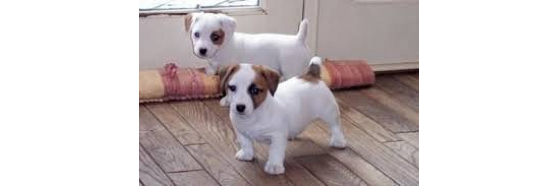Jack Russell Terrier