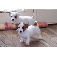 Jack Russell Terrier Jack Russell Terrier