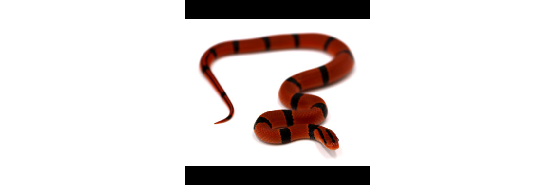 Oreocryptophis porphyraceus pulchra – Couleuvre des Bambous