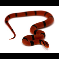 Oreocryptophis porphyraceus pulchra – Couleuvre des Bambous