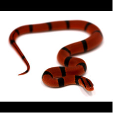 Oreocryptophis porphyraceus pulchra – Couleuvre des Bambous