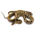 Orthriophis taeniurus friesei – Serpent ratier à queue lignée de Taïwan