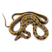 Orthriophis taeniurus friesei – Serpent ratier à queue lignée de Taïwan