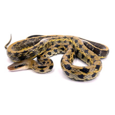 Orthriophis taeniurus friesei – Serpent ratier à queue lignée de Taïwan