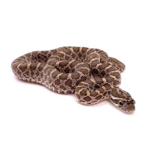 Pantherophis emoryi – Serpent ratier des plaines