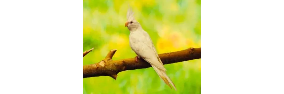 Perruche Calopsitte Blanche (Nymphicus hollandicus domestica)