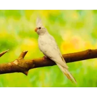 Perruche Calopsitte Blanche (Nymphicus hollandicus domestica) Perruche Calopsitte Blanche (Nymphicus hollandicus domestica)