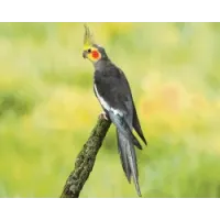 Perruche Calopsitte élevée à la main Perruche Calopsitte élevée à la main