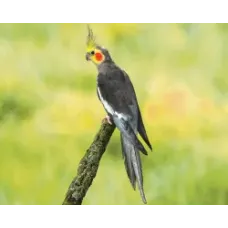 Perruche Calopsitte élevée à la main