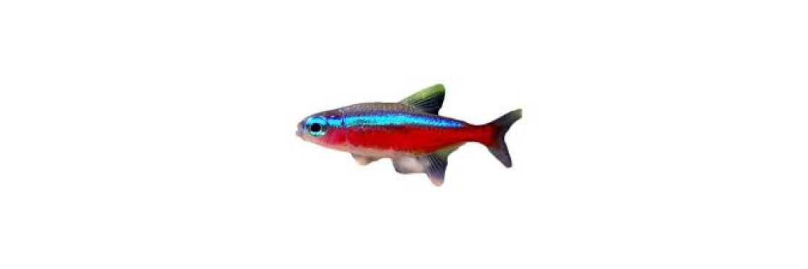 Poisson Cardinalis Paracheirodon Axelrodi Adulte
