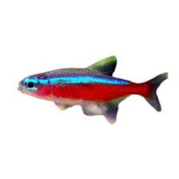 Poisson Cardinalis Paracheirodon Axelrodi Adulte