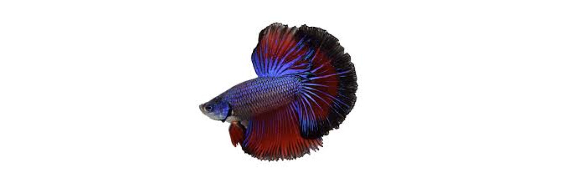 Poisson Combattant Betta Splendens Mâle Adulte