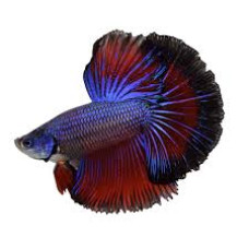 Poisson Combattant Betta Splendens Mâle Adulte