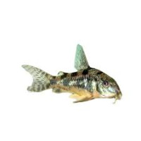 Poisson Corydoras Paleatus Adulte