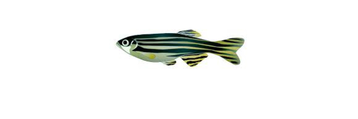 Poisson Danio Rerio Adulte