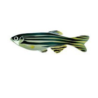 Poisson Danio Rerio Adulte