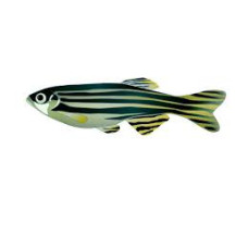 Poisson Danio Rerio Adulte