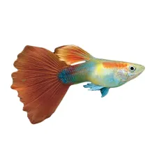 Poisson Guppy Mâle Adulte