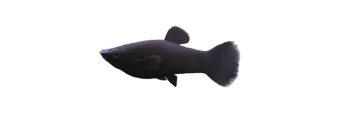 Poisson Molly Noir Adulte