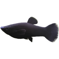 Poisson Molly Noir Adulte