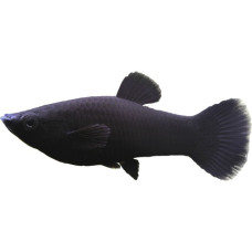 Poisson Molly Noir Adulte