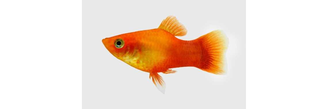 Poisson Platy Rouge Adulte