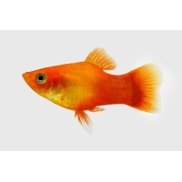Poisson Platy Rouge Adulte